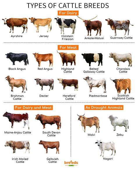 steers in English .